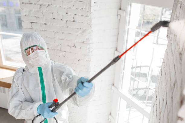 Reliable Delaware City, DE Mold Removal Solutions