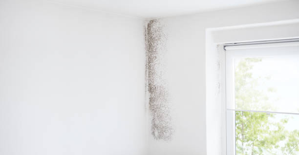 Best Mold Prevention Services  in Laware City, DE