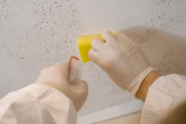 Laware City, DE Mold Removal Pros