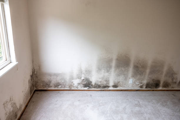 Best Crawl Space Mold Remediation  in Laware City, DE