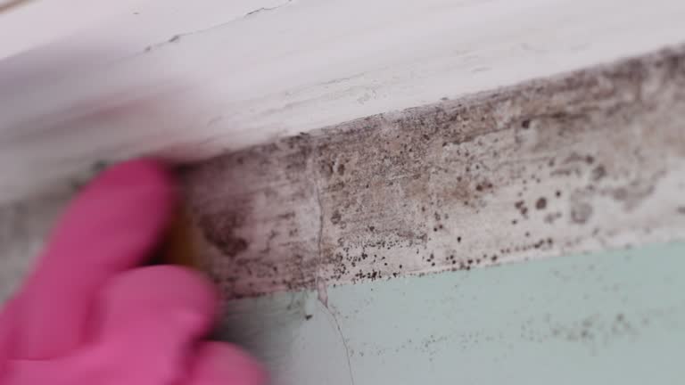 Best Environmental Consulting for Mold Prevention  in Laware City, DE